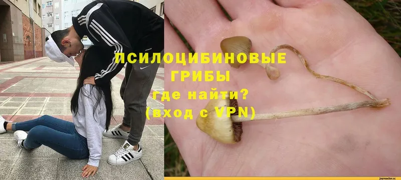 Псилоцибиновые грибы Psilocybine cubensis  цены наркотик  Майкоп 